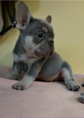 French bulldog - Vienna Dogs, Puppies