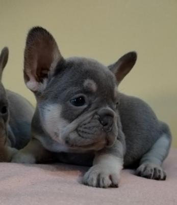 French bulldog - Vienna Dogs, Puppies