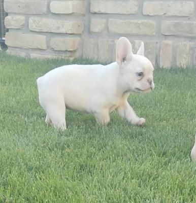 French bulldog - Vienna Dogs, Puppies