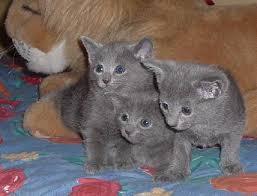 We have available Russian Blue Male and female kittens for sale whatsapp by text or call +3374556783