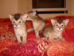 Abyssinian Kittens for sale whatsapp by text or call +33745567830