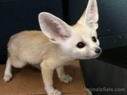 Fennec Foxes kittens ready for sale whatsapp by text or call +33745567830 - Dublin Cats, Kittens