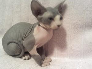 Home raised Sphynx kittens for sale whatsapp by text or call +33745567830