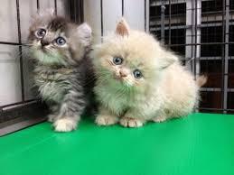 Adorable Munchkin Kittens For sale whatsapp by text or call +33745567830