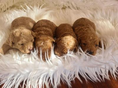 Poodles - Vienna Dogs, Puppies