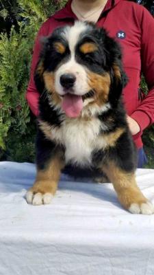 Berner Sennenhundwelpen - Vienna Dogs, Puppies