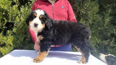 Berner Sennenhundwelpen - Vienna Dogs, Puppies