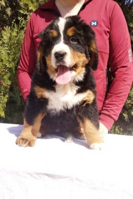 Berner Sennenhundwelpen - Vienna Dogs, Puppies