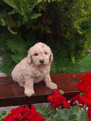 Labradoodle puppies - Vienna Dogs, Puppies