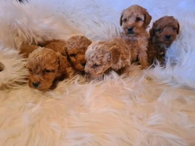 Labradoodle puppies - Vienna Dogs, Puppies