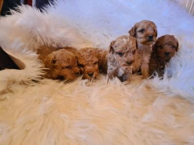 Labradoodle puppies - Vienna Dogs, Puppies