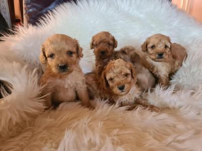 Labradoodle puppies - Vienna Dogs, Puppies