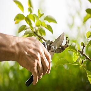 Affordable Tree Service Near Me - San Antonio Other