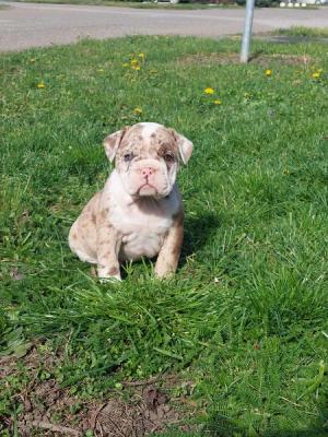 English Bulldog puppies - Vienna Dogs, Puppies