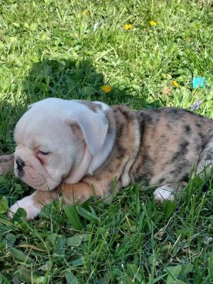 English Bulldog puppies - Vienna Dogs, Puppies