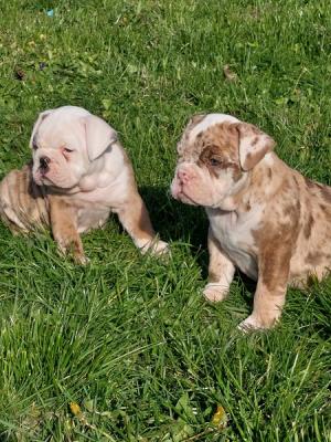 English Bulldog puppies - Vienna Dogs, Puppies