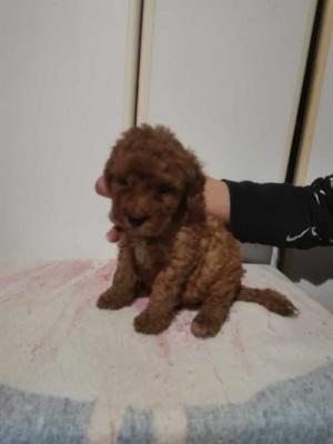 Poodle puppies - Vienna Dogs, Puppies