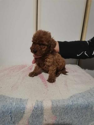 Poodle puppies - Vienna Dogs, Puppies