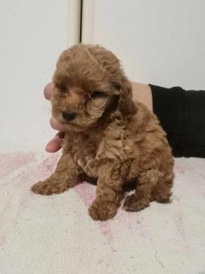 Poodle puppies - Vienna Dogs, Puppies