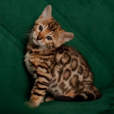 Bengal kittens - Berlin Cats, Kittens