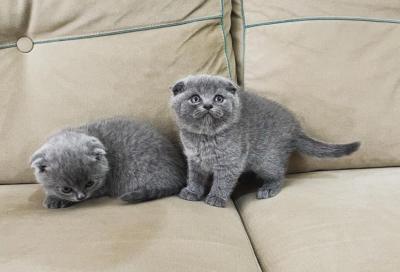 Scottish fold kittens - Berlin Cats, Kittens