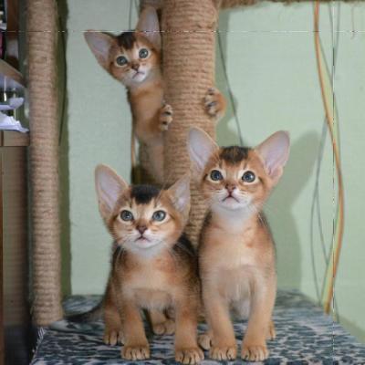 Inquisitive Abyssinian kittens - Berlin Cats, Kittens