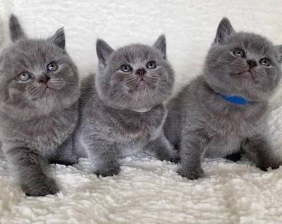 British Shorthair kittens - Berlin Cats, Kittens