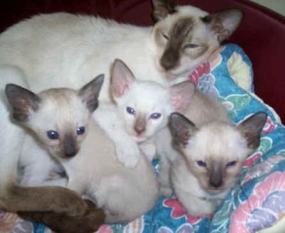 Siamese male and female Kittens Available for sale whatsapp by text or call +33745567830 - Brussels Cats, Kittens