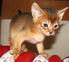 Cute Abyssinian Kittens Available for sale whatsapp by text or call +33745567830