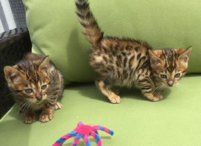 lovely Bengal Kittens Available for sale whatsapp by text or call +33745567830 - Berlin Cats, Kittens