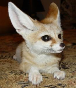 Fennec Foxs Kittens Available for sale whatsapp by text or call +33745567830 - Vienna Cats, Kittens