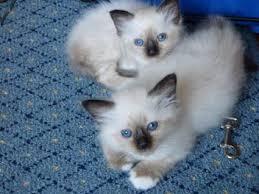 Lovely Birman Kittens For New Homes for sale whatsapp by text or call +33745567830 - Dublin Cats, Kittens