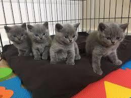 I have British Shorthair Kittens for Sale whatsapp by text or call +33745567830