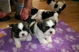 Cute AKC Shih Tzu Puppies for sale whatsapp by text or call +33745567830