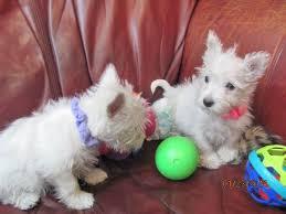 West Highland White Terrier Puppies for sale whatsapp by text or call +33745567830