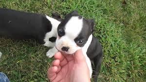 Registered Two Great Boston Terrier Puppies for sale whatsapp by text or call +33745567830