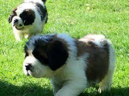 Healthy Saint Bernard Puppies Available for sale whatsapp by text or call +33745567830 - Paris Dogs, Puppies