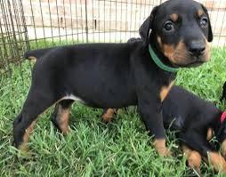 Home Raised Doberman Pinscher Puppies Available for sale whatsapp by text or call +33745567