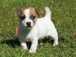 Playful Jack Russell Terrier Puppies Available for sale whatsapp by text or call +33745567830 - Brussels Dogs, Puppies