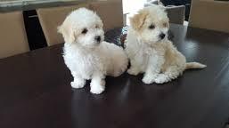 Adorable Healthy Bichon Frise Puppies Available for sale whatsapp by text or call +33745567830