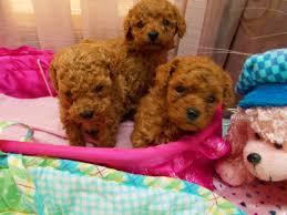 Outgoing Teacup Poodle Puppies Available for sale whatsapp by text or call +33745567830