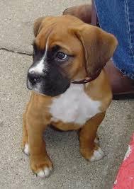 Lovely male and female Boxer puppies for sale whatsapp by text or call +33745567830