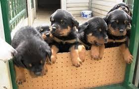 Affectionate Rottweiler Puppies for sale whatsapp by text or call +33745567830