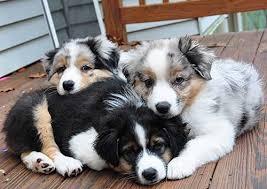 Adorable marvelous Australian Shepherd Puppies for Sale whatsapp by text or call +33745567830