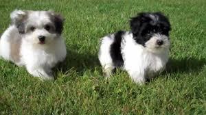 Purebred Havanese Puppies for sale whatsapp by text or call +33745567830