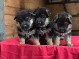 Nice German Shepherd puppies for sale whatsapp by text or call +33745567830 - Berlin Dogs, Puppies