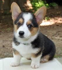 playful male and female Pembroke welsh corgi puppies for sale whatsapp by text or call +33745567830