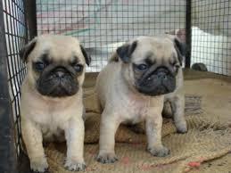 Affordable Pug Puppies Available for sale whatsapp by text or call +33745567830