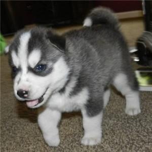Socialized Blue Eyes Siberian husky puppies ready for sale whatsapp by text or call +33745567830