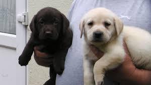 Playful male and female Labrador Puppies for sale whatsapp by text or call +33745567830